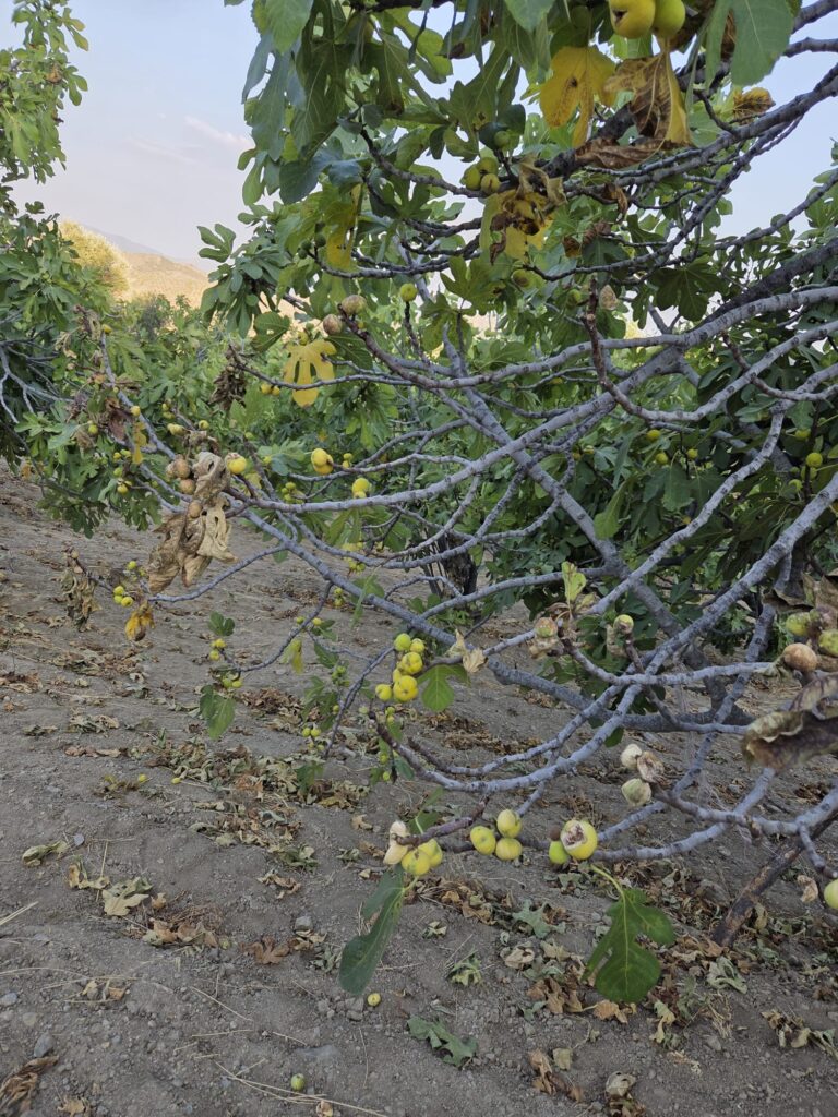 Tire’de İncir Bahçesine Sabotaj Şüphesi: Ağaçlara ve Ürünlere  Zarar Verildi