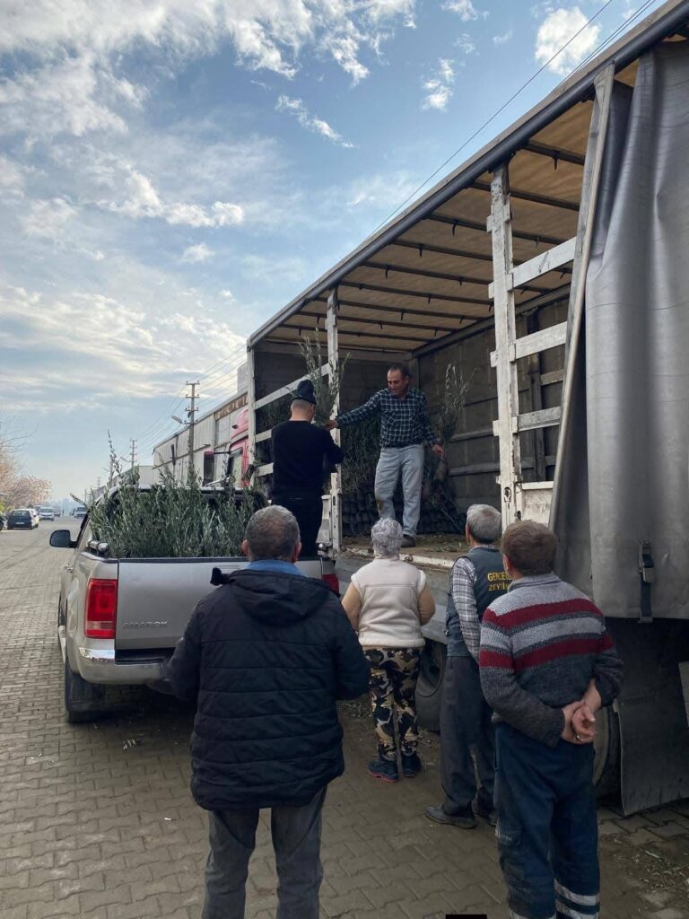 Tire Ziraat Odası’ndan 2 Bin Gemlik Zeytin Fidanı Dağıtımı