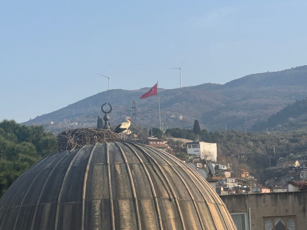 🕊️ Tire’de Baharın Müjdecileri Yerini Aldı
